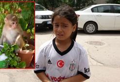Evlere giren maymun yakalandı, 10 yaşındaki Sümeyye ağladı