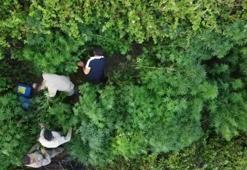 Bahçede Hint keneviri yetiştiren 6 şüpheli yakalandı