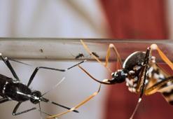 ‘Asya kaplan sivrisineği'ne karşı 'İyonize kısırlaştırma’ ile mücadele