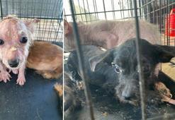 16 köpek, kapatılan üretim çiftliğinde ölüme terk edildi