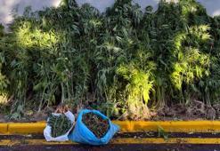 Sakarya'da 4,5 kilo esrar ve 735 kök kenevir ele geçirildi