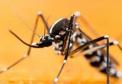 Deprem bölgesinde enfeksiyon riski: Sivrisinekle mücadeleye dikkat