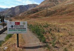 Muğla'daki büyük yangınların 2'nci yılında yanan alanlar tekrar yeşeriyor