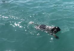 Mersin'de 'Paşa'nın deniz keyfi