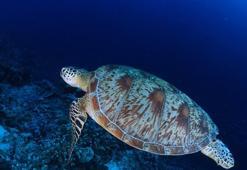 Deniz kaplumbağalarını besleyene 244 bin lira ceza