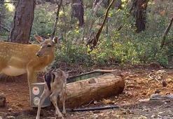 Alageyik ve yavrusu, su içerken fotokapana yakalandı