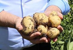 Sivas'ta patates üretiminde 445 bin tonla 'rekor rekolte' bekleniyor