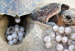 İztuzu Plajı'nda caretta yuva sayısı 700'e ulaştı