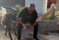 Başhekim, sokakta gördüğü yaralı eşeğe pansuman yaptı
