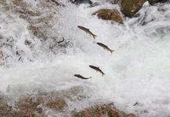 Yumurtalarını bırakmak için göçe başlayan binlerce sazana beton engeli