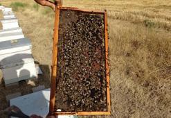 Sayısı artan arı kuşları, arı popülasyonunu olumsuz etkiliyor