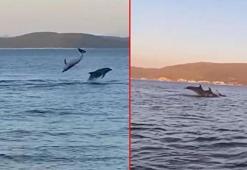 Bodrum'da balıkçılar, yunusların gösterisini görüntüledi