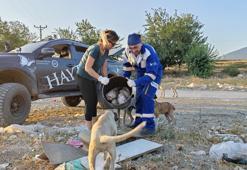 Afrika sıcaklarının görüldüğü deprem bölgesi Osmaniye’de sokak hayvanları beslendi, su verildi