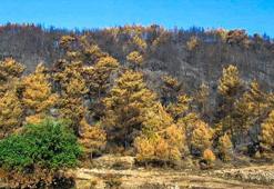 Orman yangınının yayılmasına keçiboynuzu ağacı set olacak