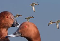 31 kuş ve 4 memeli türü av listesinde