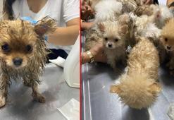 Türkiye’ye kaçak getirilen 22 köpek, otomobilin ön koltuklarının altında bulundu