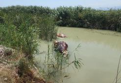 Sulama kanalında ölü hayvanlar bulundu