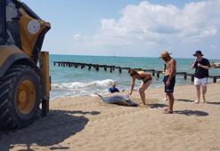 Adana sahilinde kıyıya ölü yunus vurdu