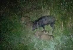 Domuz sürüsü bahçeye girdi ürünleri yedi