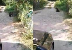 Köye inen yavru ayıyı kovalamak için dakikalarca uğraştılar