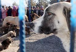 Prof. Dr. Çoban: Yılda 250 bin kişi kuduz şüphesiyle aşılanıyor