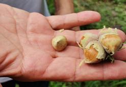 Fındık üreticilerine erken hasat uyarısı