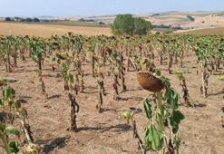 Ayçiçeğinde verim kaybı tespit çalışması