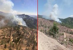 Adana'da orman yangını