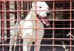 Yasaklı ırklara barınaktan çıkış yok