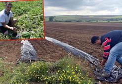 Poşetleme sistemi ile kuraklığı yendi; 10 ton karpuz elde etti