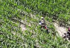 Şanlıurfa’da, firari hükümlüler mısır tarlasında yakalandı