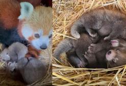 Nesli tükenmekte olan kızıl panda nüfusuna ikiz yavru katıldı
