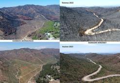 Marmaris'te yanan ormanlar 1 yılda yeşile döndü