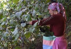 Ordu'da erken fındık hasadı