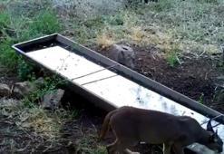 Aşırı sıcaklarda yaban hayvanlarına su desteği