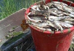 Van'da oksijensiz kalan 325 ton alabalık öldü