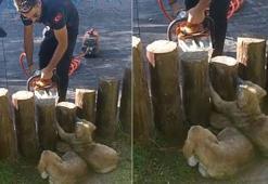 Ayakları kütüklerin arasına sıkışan yavru köpekler kurtarıldı