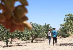'Yeşil altın' Antep fıstığını günlük 1000 TL'ye koruyorlar