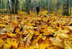 'Ormanlardaki kuru yapraklar, kömüre eş değer enerji üretme potansiyeline sahip'