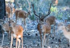 Alageyikte 'tüm zamanların en yüksek yavru sayısı'na ulaşıldı