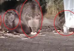 Anne ayı ile yavruları çöpten beslenirken görüntülendi