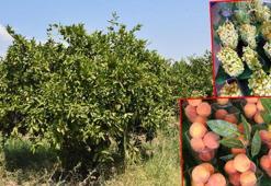 Sıcak hava dalgası yaz meyvelerini de vurdu; ürünlerde 'güneş yanığı' oluştu