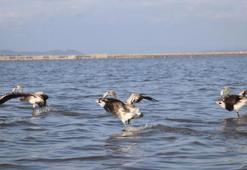 Flamingolara 'halkalı' koruma