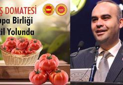 Ayaş domatesi, AB tescili için son aşamada