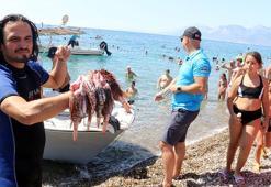 Avladıkları aslan balıklarını pişirip, yediler