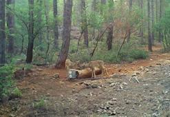 Yaban hayvanları için 900'ü aşkın yalak yapıldı