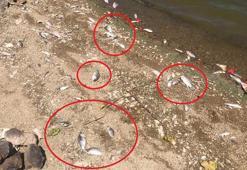 Boğazköy Barajı'nda ölü balıklar karaya vurdu