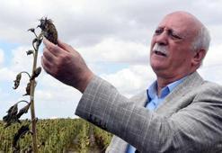 TZOB Başkanı Bayraktar: Ayçiçeğinde çok büyük üretim düşmesi var