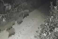 Yalova’da köye inen domuz sürüsü kamerada