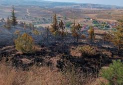 Çorum'da 6 dönüm ağaçlık alan yandı